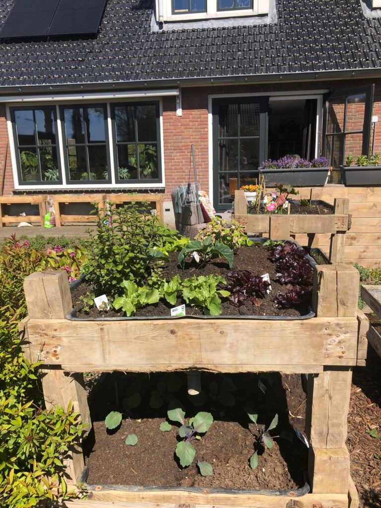 180 graden design Witlof kweek inzetbakken